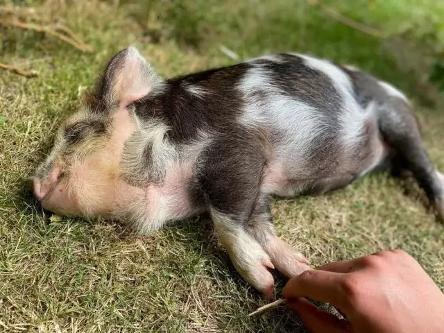 Bliskie spotkania ze zwierzętami na farmie Lykkelund