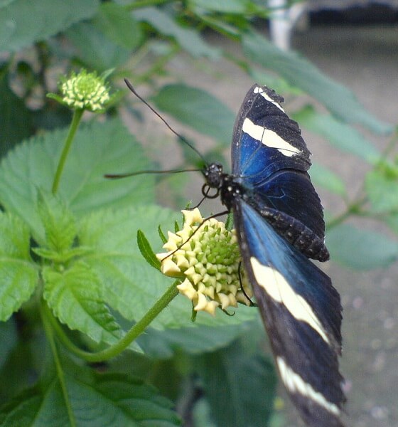 park motyli na Bornholmie