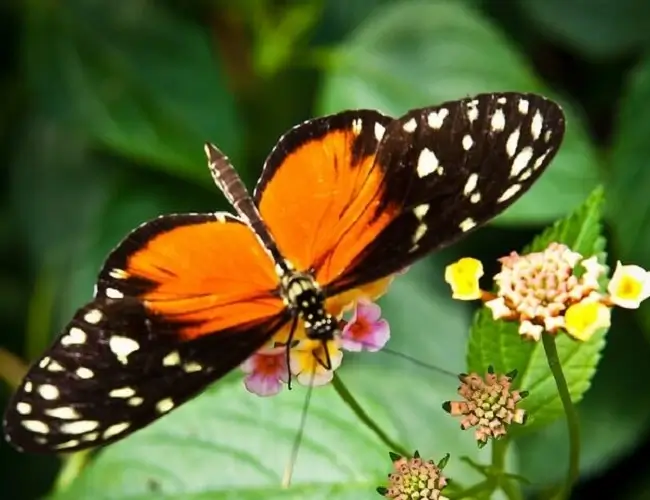 Bornholm Butterfly Park